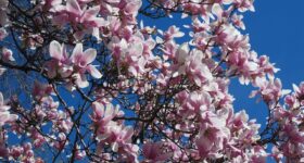 Spring Momentum Builds in the Housing Market